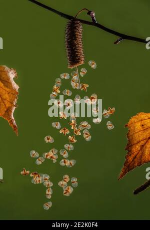 Reife Samen der Silberbirke, Betula pendula, die sich im Wind von der Catkin ausbreitet. Spätherbst. Stockfoto