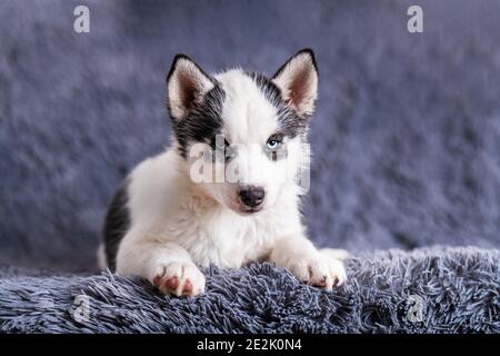 Ein kleiner weißer Hund Welpe Rasse sibirischen Husky mit schönen blauen Augen liegt auf grauem Teppich. Hunde und Tierfotografie Stockfoto