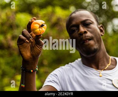 Ackee-Frucht in Grenada Stockfoto