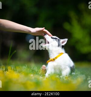 Hand mit weißen Hund Welpen Rasse sibirischen Husky auf Frühling Hinterhof. Hunde und Haustiere Fotografie Stockfoto