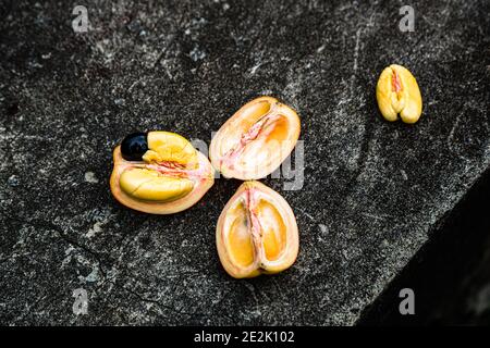 Ackee-Frucht in Grenada Stockfoto