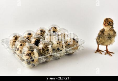 Baby Wachtel neben einer Plastikbox voll mit Eiern Stockfoto