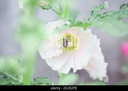 Hummel bestäubt eine schöne altmodische weiche rosa Hollyhock, Althaea rosea (Alcea rosea), Blume. Selektiver Fokus mit geringer Tiefe des Fies Stockfoto