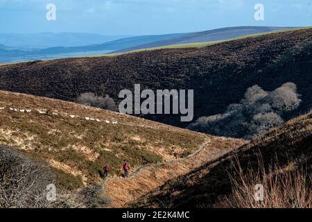 Eine Gruppe von Mountainbikern reiten auf einem Trail im Exmoor National Park. Stockfoto