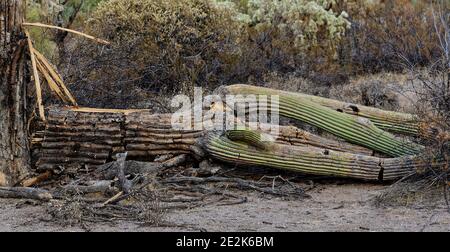 Verfallendes Saguaro in der Wüste Stockfoto