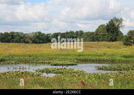 Fünfzehn Enten sitzen auf einem Baumstamm in der Mitte eines Teiches mit Wasserpflanzen gesäumt von einer riesigen, hügeligen Prärie, die zu einem Wald in der Ferne in den s Stockfoto