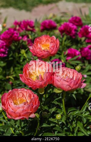 Krautige Pfingstrose Korallen Charme im Blumengarten Stockfoto