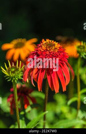 Nahaufnahme eines Echinacea Hot Papaya Blütenkopfes Stockfoto