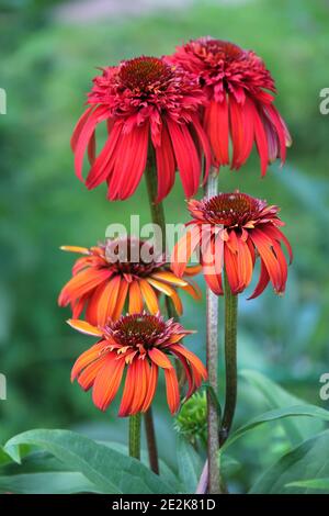 Nahaufnahme eines Echinacea Hot Papaya Blütenkopfes Stockfoto