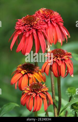 Nahaufnahme eines Echinacea Hot Papaya Blütenkopfes Stockfoto