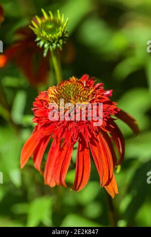 Nahaufnahme eines Echinacea Hot Papaya Blütenkopfes Stockfoto