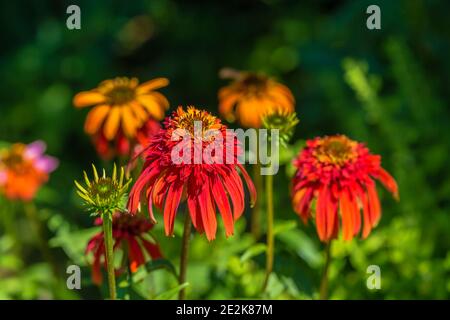 Nahaufnahme eines Echinacea Hot Papaya Blütenkopfes Stockfoto