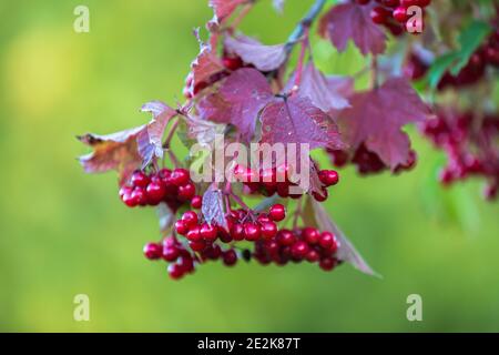 Rote viburnum Beeren auf einem Baum im Herbst Stockfoto