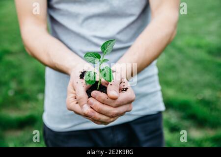Nahaufnahme Mann hält junge Pflanze in den Händen vor Frühlingsgrün Hintergrund. Ökologie und Frühlingsgarten Konzept Stockfoto