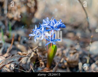 Blauer Schneeglöpfen, Frühlingsgrundeln auf einem Hintergrund von trockenen Blättern, Blumen aus der Nähe Stockfoto