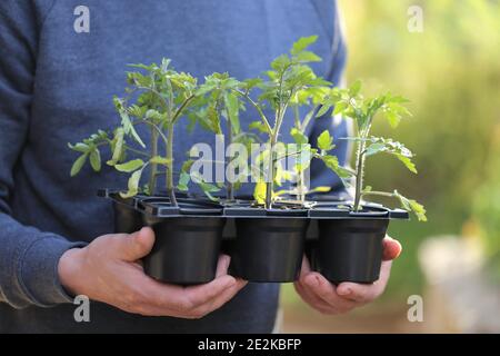 Frühjahrssämlinge. Gartenkonzept. Keimling Tomaten in Tassen in den Händen auf einem grünen verschwommenen Frühlingsgarten Hintergrund.Frühling. Zeit der Gartenarbeit Stockfoto