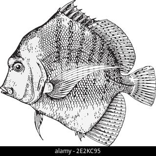 Abbildung der Fischhandzeichnung. Fischlinie Zeichnung schwarz auf weiß Stock Vektor