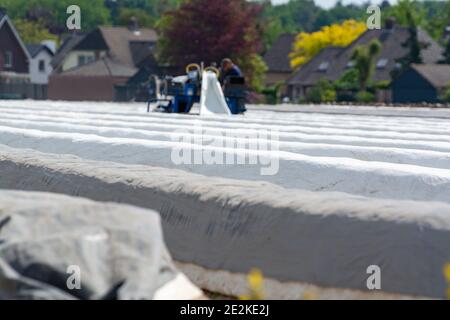 Saisonarbeiter aus östlichen EU-Ländern ernten im Frühjahr weißen Spargel auf landwirtschaftlichen Feldern in Nehmerland Stockfoto