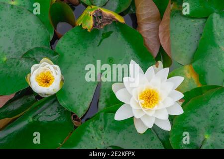 Nahaufnahme einer blühenden Seerose. Draufsicht. Stockfoto