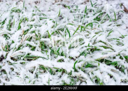Grünes Gras unter weißem Schnee. Die Ankunft des Winters im Süden Russlands. Stockfoto