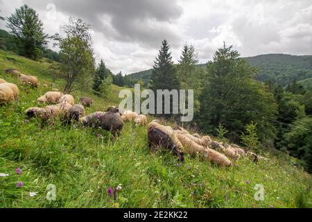 Die Schafherde grast im grünen Hügelland. Ländliche Landwirtschaft. Stockfoto