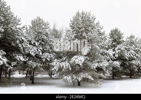Winterlandschaft. Pinien im verschneiten Park Stockfoto