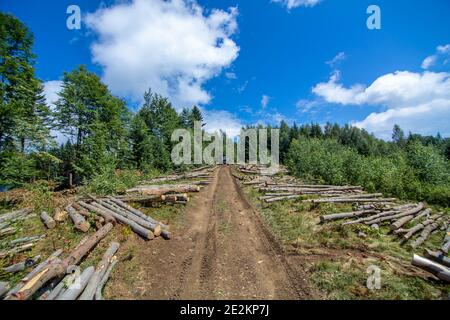 Wald durchschneiden. Baumstämme von frisch geschnittenen Bäumen liegen neben schmutzigen Straße im Wald bereit zum Transport. Stockfoto
