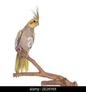 Weiblicher Cockatiel-Vogel aka Nymphicus hollandicus, sitzend Seitenwege auf Holzzweig. Isoliert auf weißem Hintergrund. Kamm hoch. Stockfoto