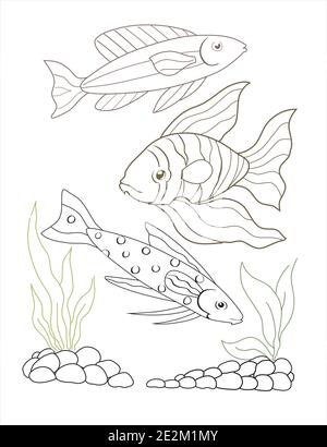Unterwasser, Aquarienfische. Goldfisch, geophagus, Streifenfisch. Steine mit Algen auf dem Boden. Vektorgrafik. Stock Vektor