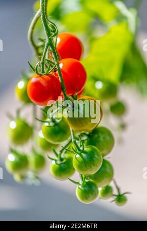 Eine Gruppe reifer und unreifer Kirschtomaten, die in einem Garten wachsen. Stockfoto