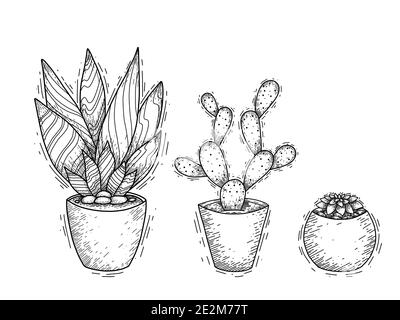 Konturdarstellung des Sukkulenten Kaktus in Töpfen mit Schlupf. Eingraviertes Bild einer Heimpflanze für die Innendekoration. Vektor-Skizze für Auto Stock Vektor