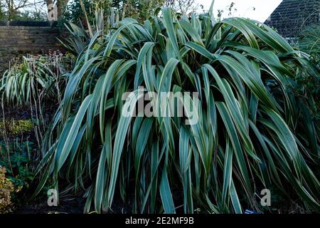 Phormium 'gelbe Welle' - Neuseeland Flachs. Stockfoto