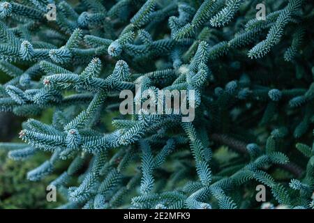 Blauer spanischer Tannenbaum aus der Nähe. (Abies Pinsapo Glauca). Die Kiefernnadeln haben eine blau-grüne Farbe mit roten Blüten, die sich gerade an den Spitzen bilden. Stockfoto