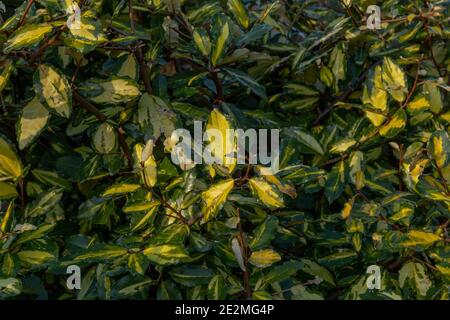 Elaeagnus pungens maculata Strauch. Stockfoto