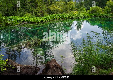 Große umgestürzte Bäume in einem See, umgeben von grünen üppigen Wald und Hügeln, Plitvicer Seen Nationalpark UNESCO-Weltkulturerbe in Kroatien Stockfoto