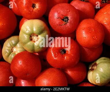 80ER JAHRE FRISCHE TOMATEN MEIST ROT UND REIF, ABER DREI GRÜN UND UNREIF - KF18679 DAS001 HARS WASSERTROPFEN LUFTAUFNAHME VOLLFORMAT ALTMODISCH Stockfoto