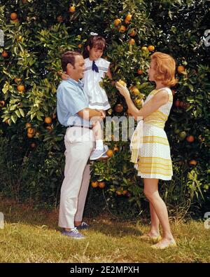 60S FAMILIE MANN FRAU MÄDCHEN KOMMISSIONIERUNG EINE FRISCHE ORANGE AUS BAUM IN ORANGEGROVE IN FLORIDA USA - KF6428 SHE002 HARS FARBE MÜTTER ALTE ZEIT NOSTALGIE ALTE MODE 1 JUGENDLICH JUNG INFORMATIONEN FÜR ERWACHSENE URLAUB KOMMISSIONIERUNG FAMILIEN FREUDE LIFESTYLE ZUFRIEDENHEIT FRAUEN VERHEIRATET LÄNDLICHE EHEPARTNER EHEMÄNNER KOPIEREN RAUM FREUNDSCHAFT IN VOLLER LÄNGE DAMEN TÖCHTER PERSONEN MÄNNER ORANGE VÄTER PARTNER ZEIT AUS FRISCHEN GLÜCK ABENTEUER REISE GETAWAY VÄTER NIEDRIGEN WINKEL URLAUB VERBINDUNG STILVOLLE JUGENDLICHE MÜTTER ORANGEN ZWEISAMKEIT FERIEN EHEFRAUEN JUNGE ERWACHSENE FRAU KAUKASISCHE ETHNIE CITRUS GROVE ALTMODISCH Stockfoto