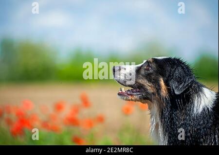 Schwarz tricolor nass Australian Shepherd Hund Porträt, Profil aufgenommen. Rote Mohnblumen im Hintergrund, Kopierraum, unscharfer Hintergrund Stockfoto