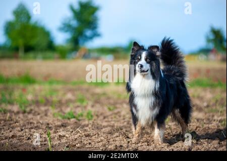 Schwarzer dreifarbiger australischer Schäferhund mit majestätischem Ausdruck, der in einem Feld auf dem Land steht. Der Hund hat einen langen Schwanz und ein sehr langes Fell Stockfoto