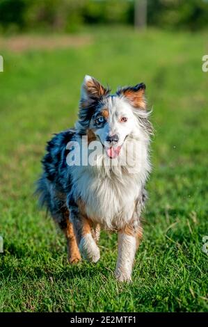 Merle tricolor Australian Shepherd Hund mit einem blauen Auge ist auf einem Grasfeld zu Fuß. Heterochromie ist in dieser Rasse sehr häufig Stockfoto