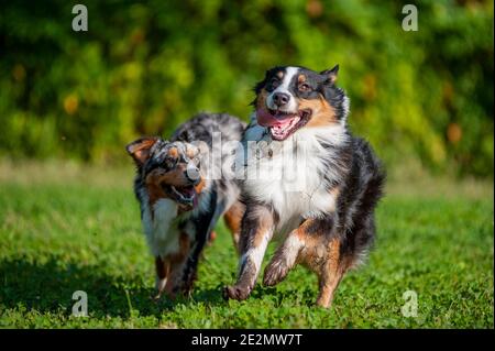 Zwei australische Schäferhunde laufen und spielen zusammen. Australische Schäferhunde sind sehr freundliche Hunde Stockfoto