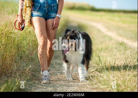 Schwarzer dreifarbiger australischer Schäferhund läuft mit seinem Besitzer. Weibliche Beine, nicht erkennbare Person Stockfoto