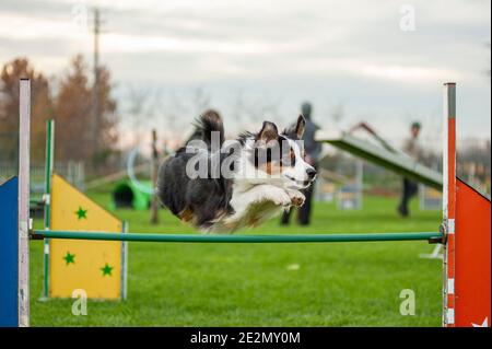 Schwarzer dreifarbiger australischer Schäferhund in einem Agility Dog Track. Der Hund springt über ein Hindernis Stockfoto