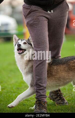 Husky Mix Hund in einem Agility Dog Track während eines Trainings. Der Hund läuft unter den Beinen des Trainers Stockfoto