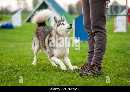 Husky Mix Hund in einem Agility Dog Track während eines Trainings. Der Hund macht einen Bogen unter den Augen des Trainers Stockfoto