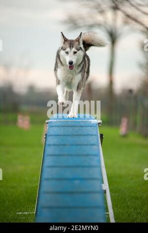 Husky Mix Hund in einem Agility Dog Track während einer Das Training läuft auf einem Laufsteg Stockfoto
