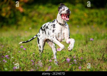 Junge Harlekin großen däne laufen wie verrückt in einer natürlichen Umgebung. Der Hund macht ein paar lustige Bewegungen Stockfoto