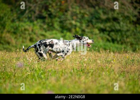 Junge Harlekin großen däne laufen wie verrückt in einer natürlichen Umgebung. Der Hund macht ein paar lustige Bewegungen Stockfoto