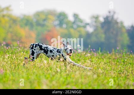 Junge Harlekin großen däne laufen wie verrückt in einer natürlichen Umgebung. Der Hund macht ein paar lustige Bewegungen Stockfoto