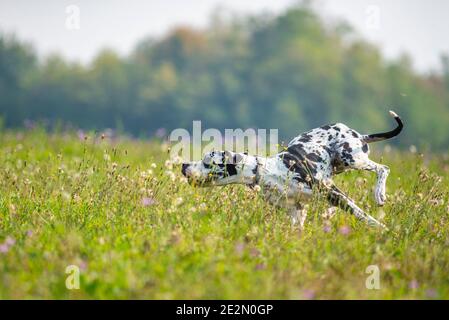 Junge Harlekin großen däne laufen wie verrückt in einer natürlichen Umgebung. Der Hund macht ein paar lustige Bewegungen Stockfoto